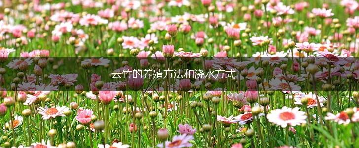 云竹的养殖方法和浇水方式,第1张