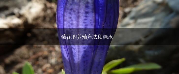 菊花的养殖方法和浇水,第1张