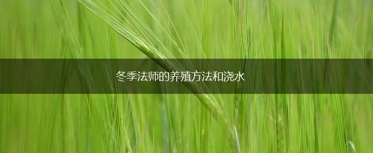 冬季法师的养殖方法和浇水,第1张