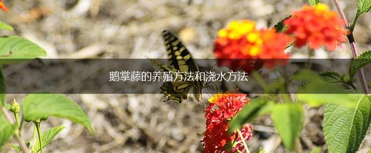 鹅掌藤的养殖方法和浇水方法,第1张