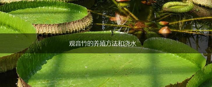 观音竹的养殖方法和浇水,第1张