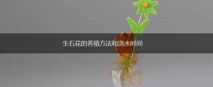 生石花的养殖方法和浇水时间,第1张