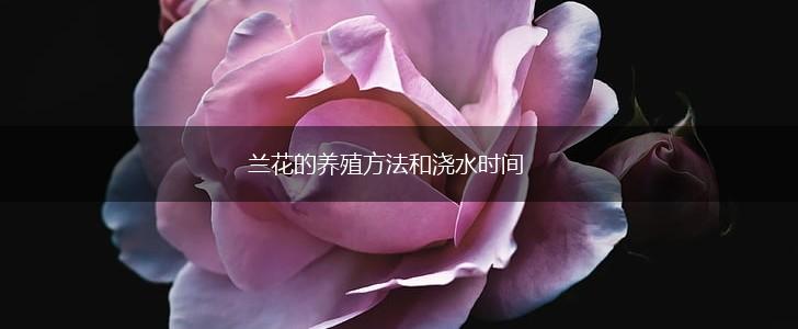 兰花的养殖方法和浇水时间,第1张
