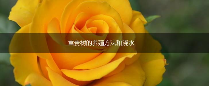 富贵树的养殖方法和浇水,第1张