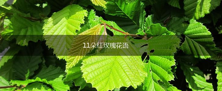 11朵红玫瑰花语,第1张