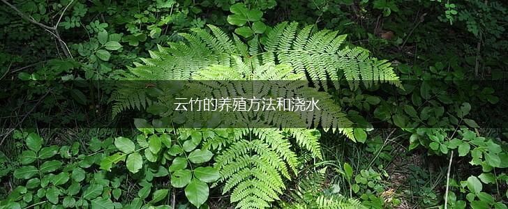 云竹的养殖方法和浇水,第1张