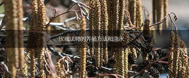 玫瑰法师的养殖方法和浇水,第1张