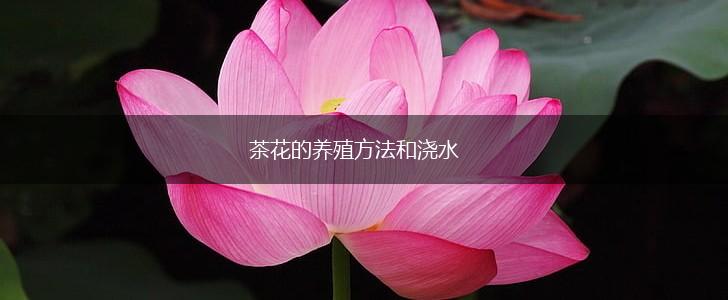 茶花的养殖方法和浇水,第1张