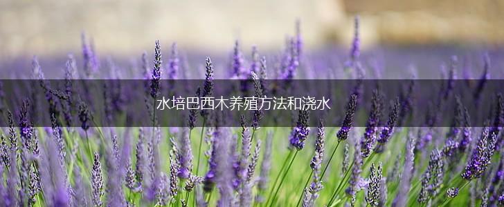 水培巴西木养殖方法和浇水,第1张
