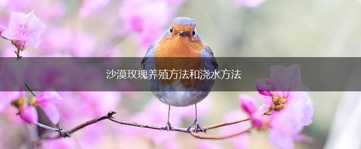 沙漠玫瑰养殖方法和浇水方法,第1张