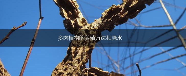 多肉植物的养殖方法和浇水,第1张