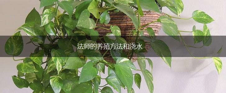 法师的养殖方法和浇水,第1张