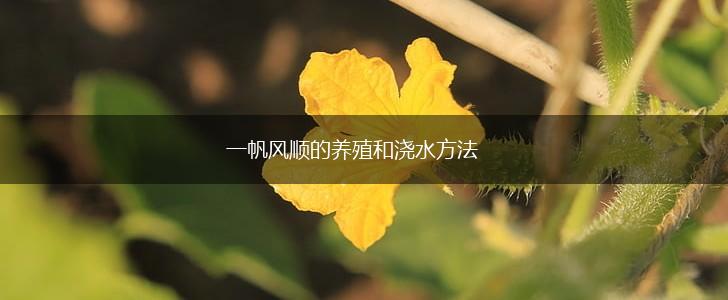 一帆风顺的养殖和浇水方法,第1张