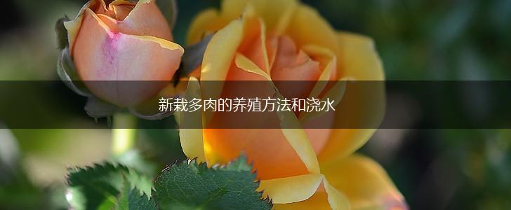 新栽多肉的养殖方法和浇水,第1张