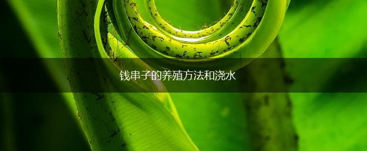 钱串子的养殖方法和浇水,第1张