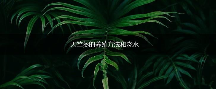 天竺葵的养殖方法和浇水,第1张