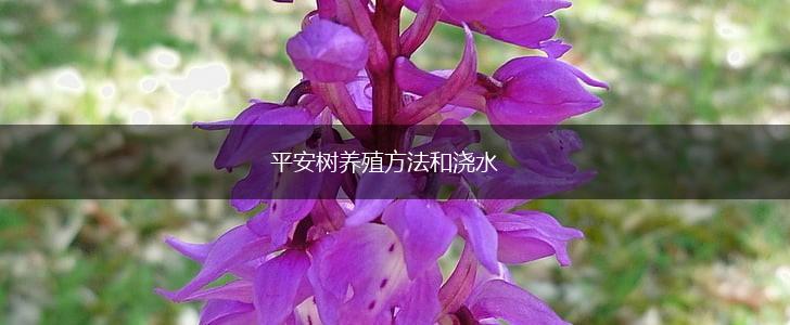 平安树养殖方法和浇水,第1张