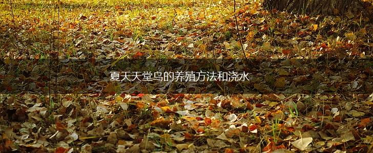 夏天天堂鸟的养殖方法和浇水,第1张