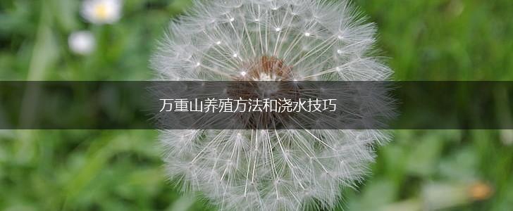 万重山养殖方法和浇水技巧,第1张