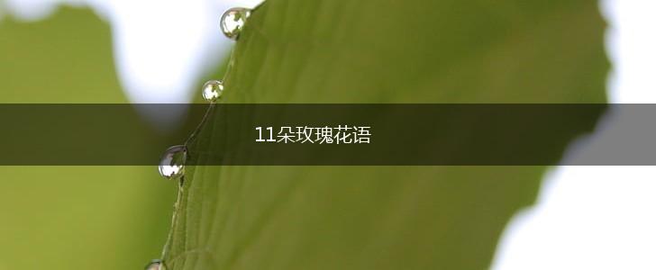 11朵玫瑰花语,第1张