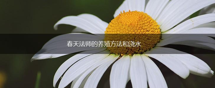 春天法师的养殖方法和浇水,第1张