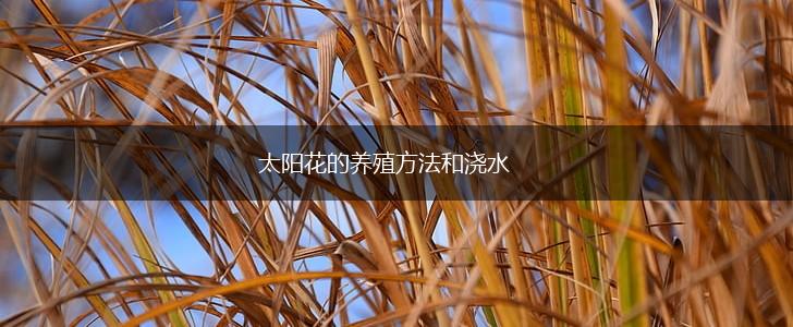 太阳花的养殖方法和浇水,第1张