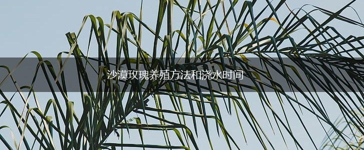 沙漠玫瑰养殖方法和浇水时间,第1张