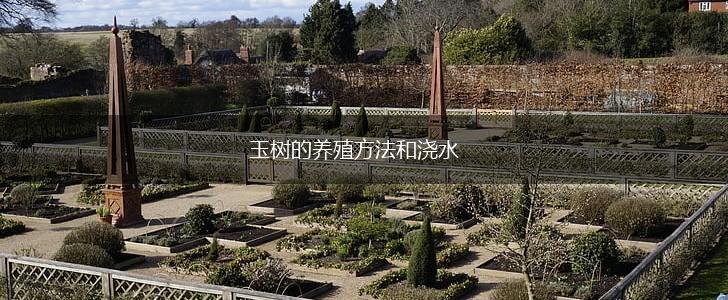 玉树的养殖方法和浇水,第1张