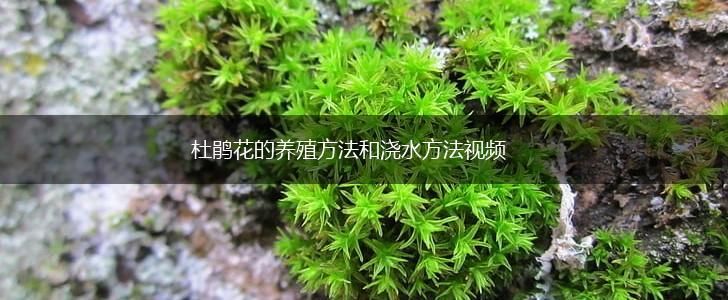 杜鹃花的养殖方法和浇水方法视频,第1张