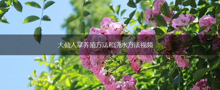 大仙人掌养殖方法和浇水方法视频,第1张