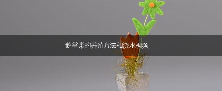鹅掌柴的养殖方法和浇水视频,第1张