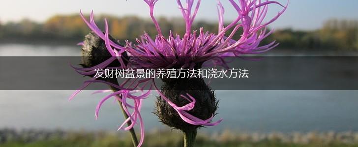 发财树盆景的养殖方法和浇水方法,第1张