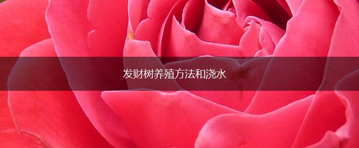 发财树养殖方法和浇水,第1张
