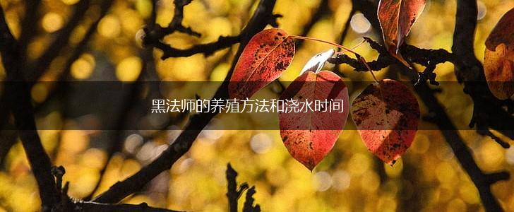 黑法师的养殖方法和浇水时间,第1张