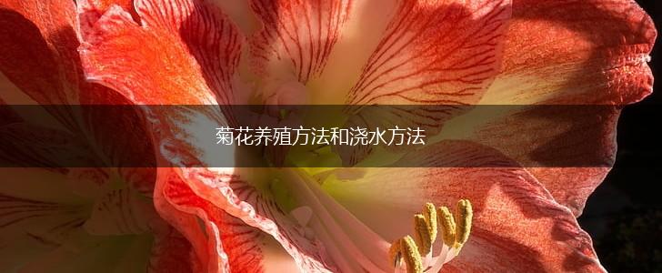 菊花养殖方法和浇水方法,第1张
