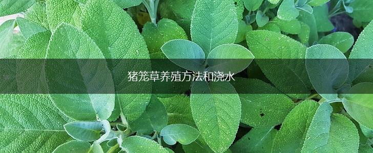 猪笼草养殖方法和浇水,第1张