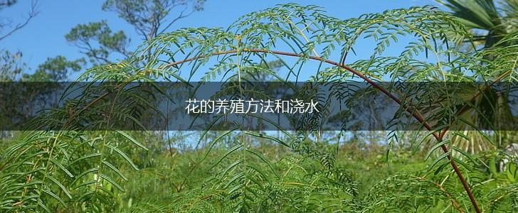 花的养殖方法和浇水,第1张