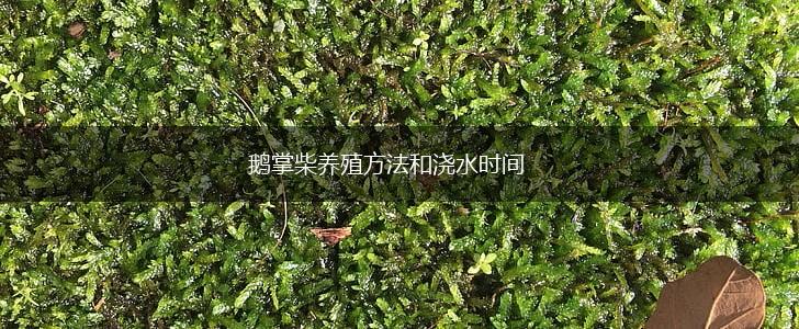 鹅掌柴养殖方法和浇水时间,第1张