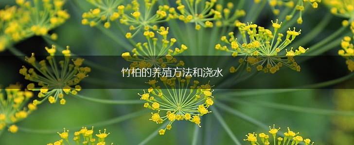 竹柏的养殖方法和浇水,第1张