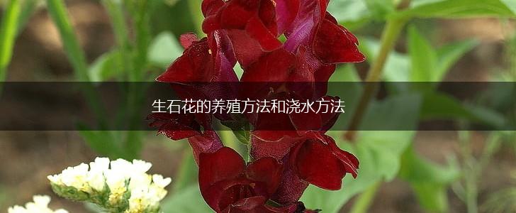 生石花的养殖方法和浇水方法,第1张