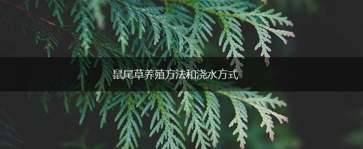 鼠尾草养殖方法和浇水方式,第1张