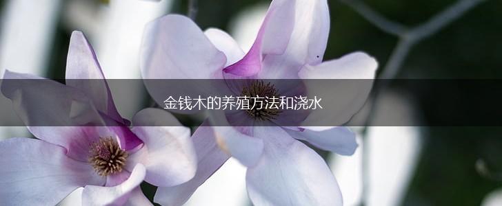 金钱木的养殖方法和浇水,第1张