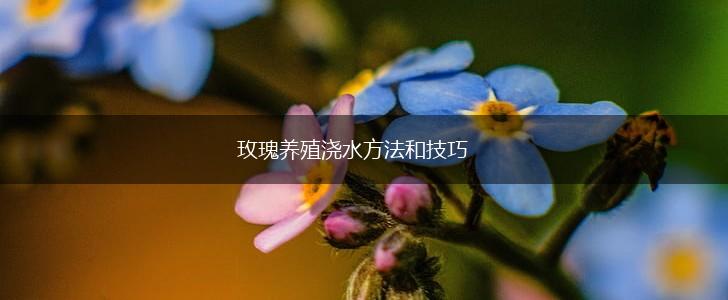 玫瑰养殖浇水方法和技巧,第1张