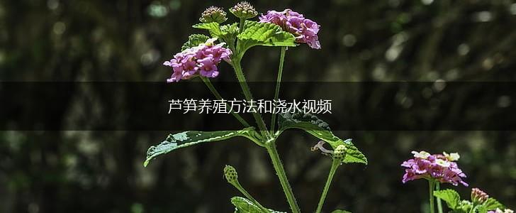 芦笋养殖方法和浇水视频,第1张