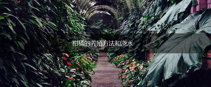 柑橘的养殖方法和浇水,第1张