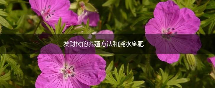 发财树的养殖方法和浇水施肥,第1张