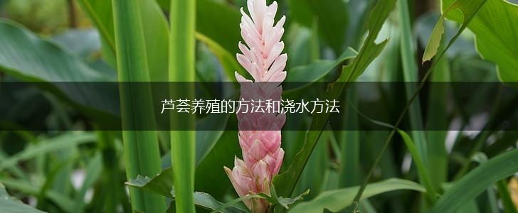芦荟养殖的方法和浇水方法,第1张