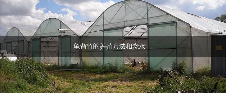 龟背竹的养殖方法和浇水,第1张