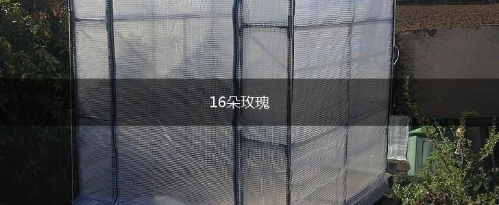 16朵玫瑰,第1张