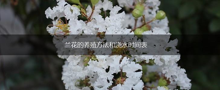 兰花的养殖方法和浇水时间表,第1张